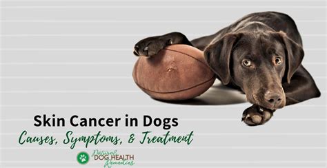 Skin Cancer in Dogs - Types of Skin Tumors, Symptoms, Treatment