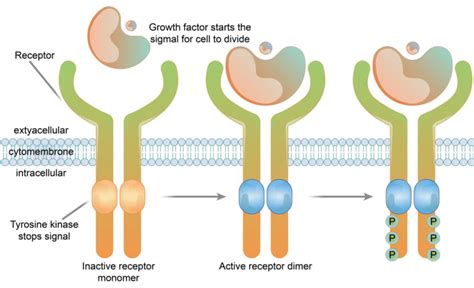 Receptor Tyrosine Kinase Structure