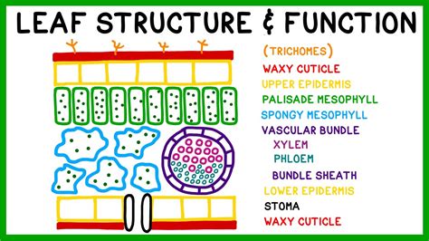 Leaf Structure and Function - YouTube