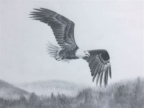 Eagle Flying Pencil Drawing