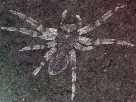 Delicate Spider Fossil Discovered | Spider, Fossil, Arachnids