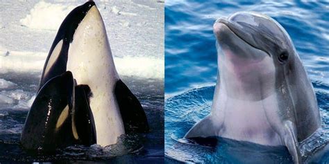 Orca vs. Dolphin: Main Differences - Ocean Info