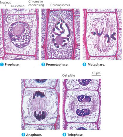 Mitosis Phases Plant Cell