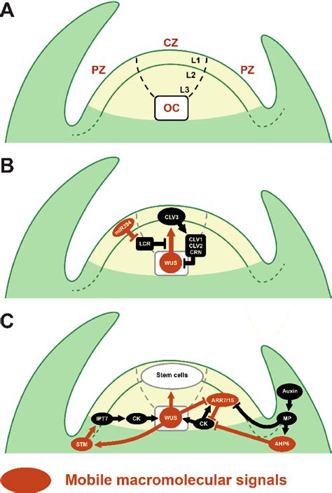 Figure 2 from Plasmodesmata-Mediated Cell-to-Cell Communication in the ...