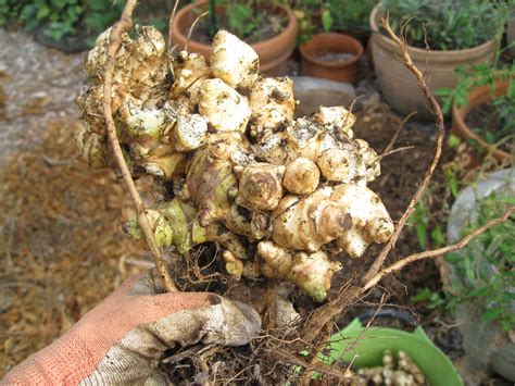 Harvesting Jerusalem Artichokes - Gardenerd