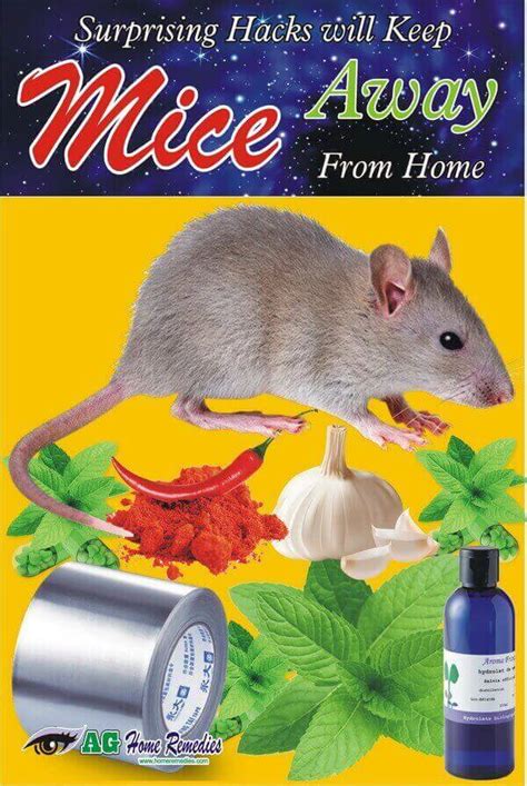 This Surprising Hack will Keep Mice Away for Good | Natural Home ...