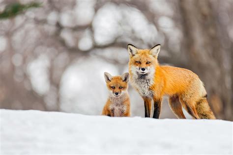 foxes, Cubs, Snow, Two, Fox Wallpapers HD / Desktop and Mobile Backgrounds