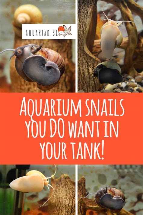 Aquarium Snails You Do Want In Your Tank! - Aquariadise