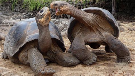 Aldabra Giant Tortoise - Pictures, Diet, Breeding, Life Cycle, Facts, Habitat, Behavior ...