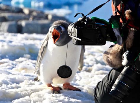 Antarctic Wildlife - Getting Up Close And Personal