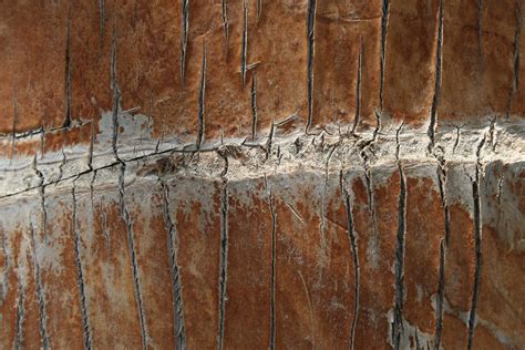 tree trunk texture Free Photo Download | FreeImages