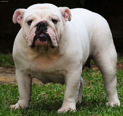 Bulldog - Puppies, Rescue, Pictures, Information, Temperament ...