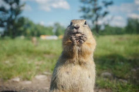 Funny Gopher Face stock photo. Image of gopher, mouth, prairie - 612532