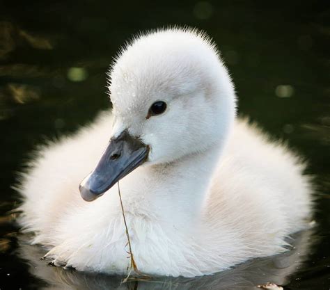 White Swan baby #feather_perfection #wildlife_perfection #nc_cuties #natures_hubs #igscglobal # ...