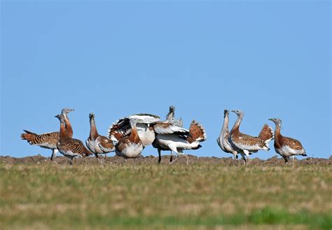 What is a Great Bustard? - Great Bustard Group