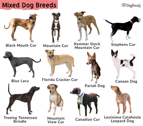 List of Best Mixed Breed Dogs With Pictures | 101DogBreeds.com