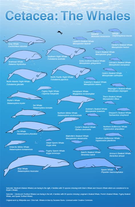 Blue Whale Size Comparison Chart - MH Newsoficial