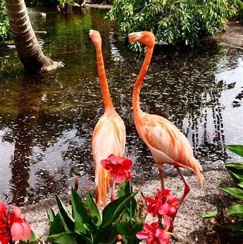 Flamingos at Everglades Wonder Gardens