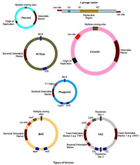 MolecularHUB: Vectors: The Cloning Vehicles