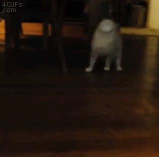 squish face cat | Tag | PrimoGIF