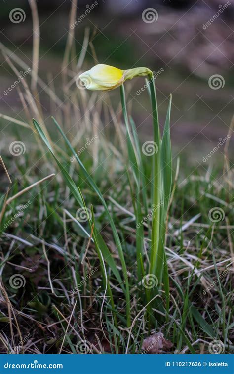 Yellow narcissus flower stock photo. Image of stem, petal - 110217636