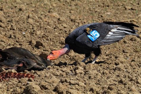 Condor Myths & Facts - California Condors (U.S. National Park Service)