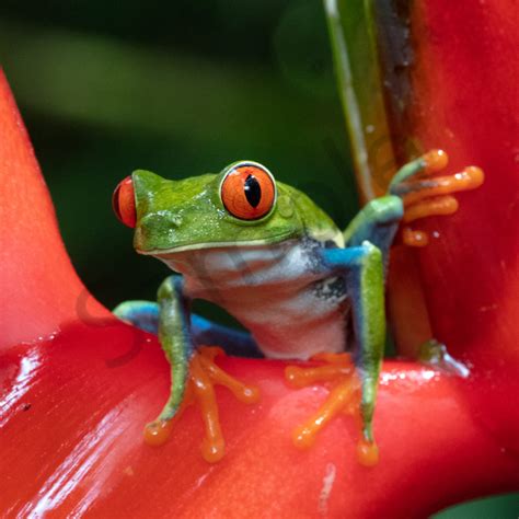 Red Eyed Tree Frog 12 Photography Art | John Martell Photography