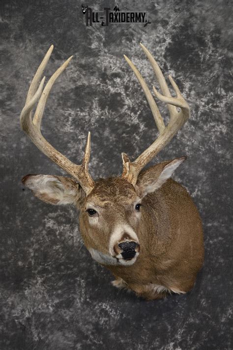 10 Point whitetail taxidermy shoulder mount for sale SKU 2105 - All Taxidermy