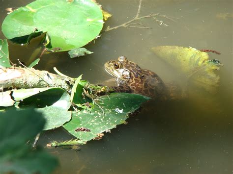 Bullfrog...good eating. | Bullfrog, Animals, Creatures