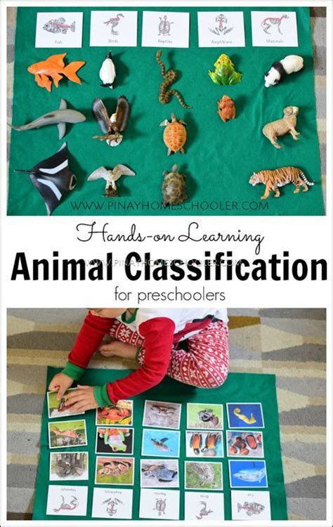 I think that this animal classification activity would be great along with the microscope to ...