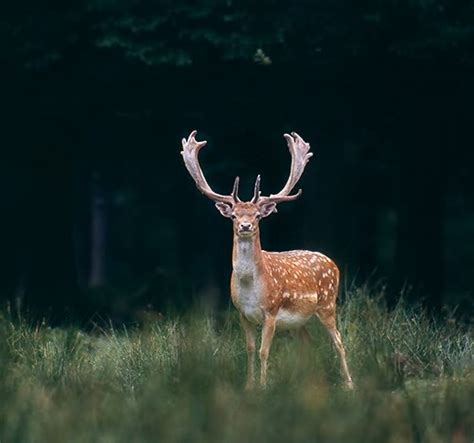 Fallow Deer