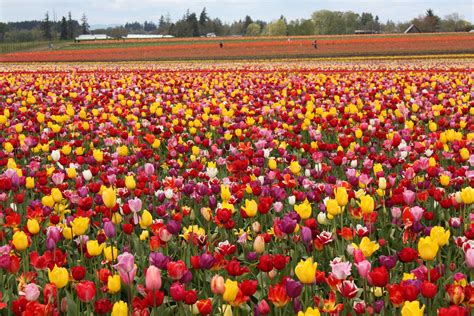 tulip, Fields, Tulips, Field, Flower, Flowers Wallpapers HD / Desktop and Mobile Backgrounds