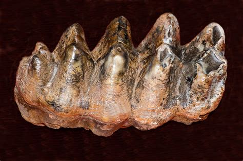 Mastodon Teeth Fossil Photograph by Millard H. Sharp | Pixels