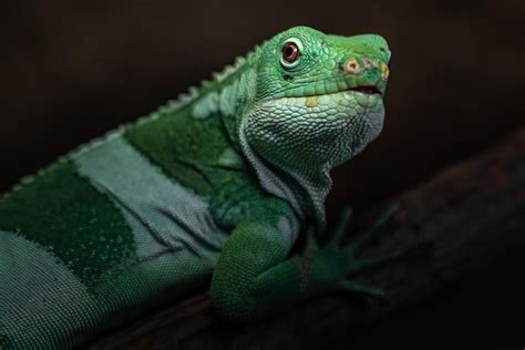 Fiji banded iguana 2407822 Stock Photo at Vecteezy