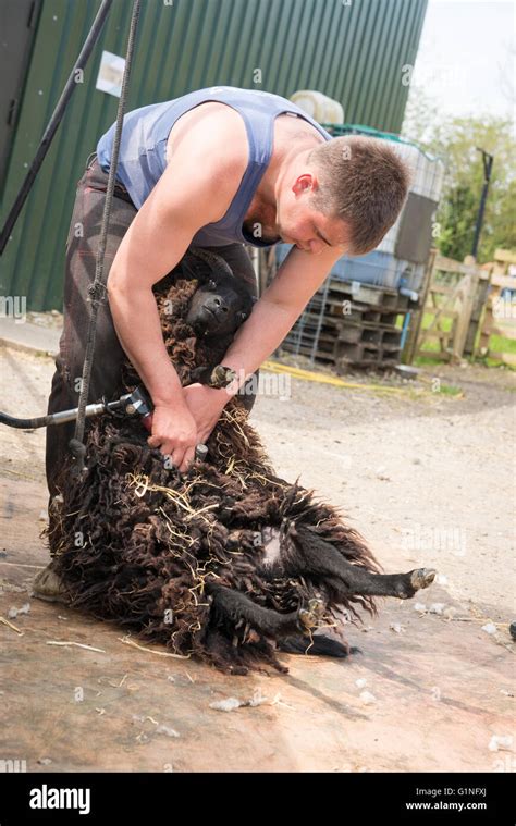 Man shearing sheep hi-res stock photography and images - Alamy