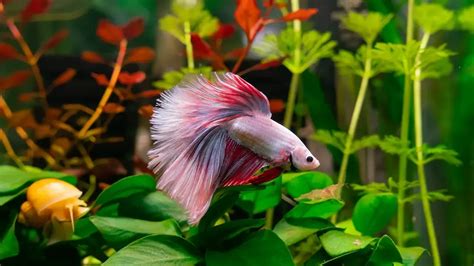 Pink Fish Names (297 Awesome Naming Ideas) - Blog Of Tom