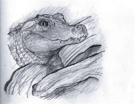 Alligator Pencil Sketch by meepalishus on DeviantArt