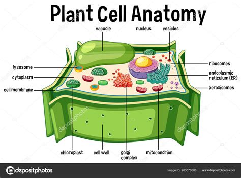 Diagram Animal Cell And Plant Cell Diagram Labeled Full Version Hd Quality Diagram Labeled ...