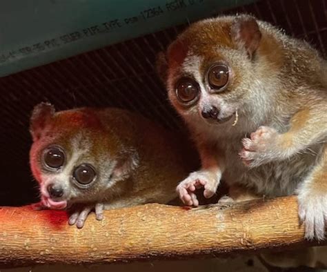 Spotlight on: Pygmy Slow Loris | Lincoln Park Zoo