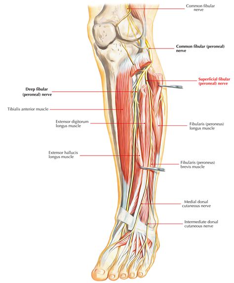 Superficial Peroneal Nerve (Musculocutaneous Nerve of The Leg) – Earth's Lab