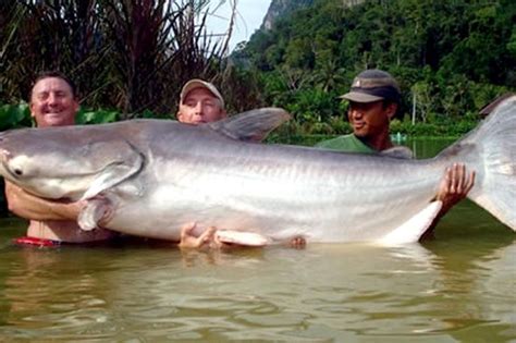 Mekong giant catfish - Alchetron, The Free Social Encyclopedia