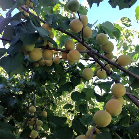 Urban Fruit Trees: Bounty for the Lazy Gardener - The Urban Farm