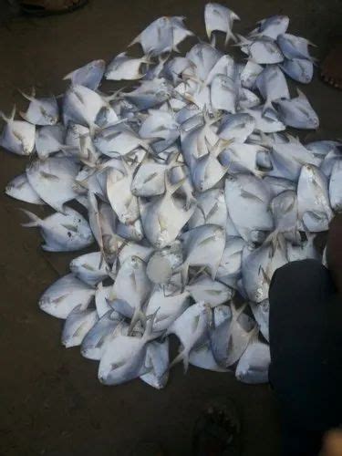 Pamphlet Fish at Rs 650/kg | पोंफ्रेट फिश in Bengaluru | ID: 21500943073