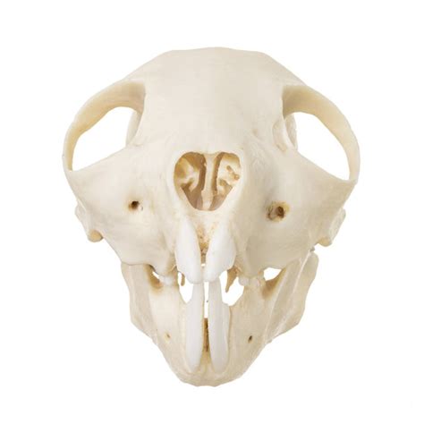 Replica Aye-aye Skull – Skulls Unlimited International, Inc.