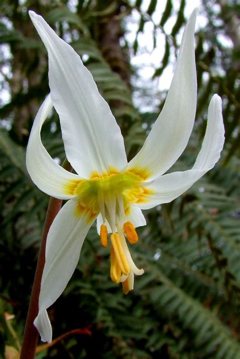 Green Grandparent Canada: Easter lilies: wild and free