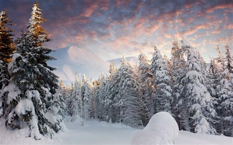 Snowy Forest Wallpaper (70+ pictures) - WallpaperSet