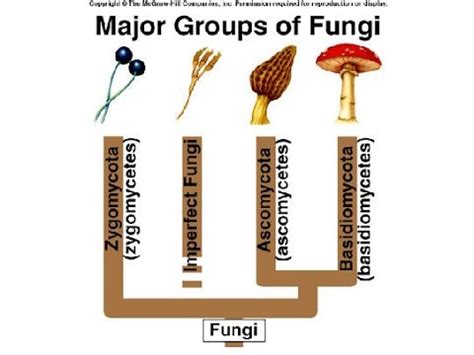 Types Of Fungi - YouTube