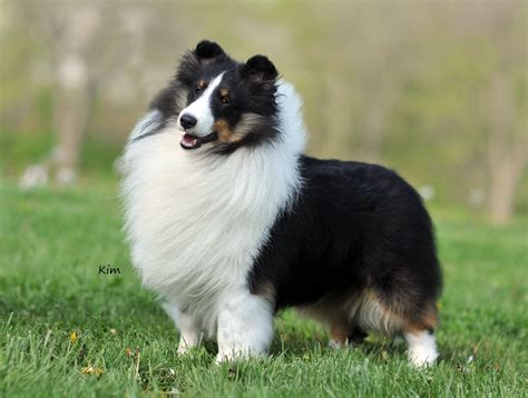 Shetland Sheepdogs, Shelties, | Sheltie dogs, Shetland sheepdog, Shetland sheepdog blue merle