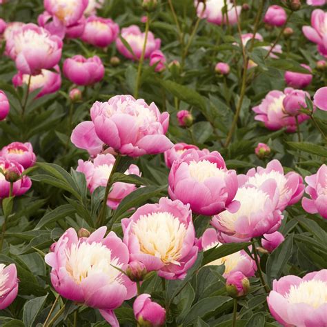 Bowl of Beauty Peony | Tulip World | 27281