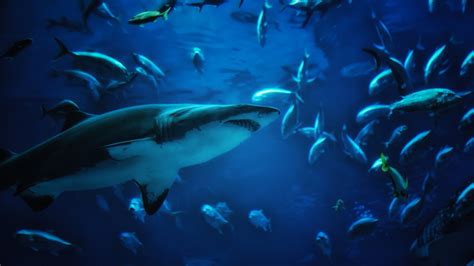 Download Animal Shark HD Wallpaper